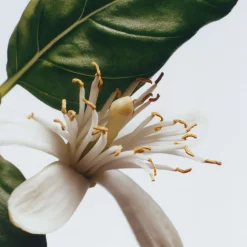 Basil & Neroli Cologne