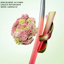 Infusion de Rhubarbe EDP
