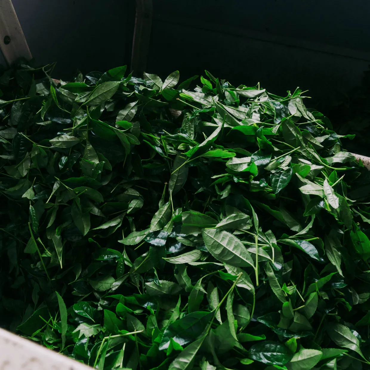 Organic Matcha Tea Traditional 50g
