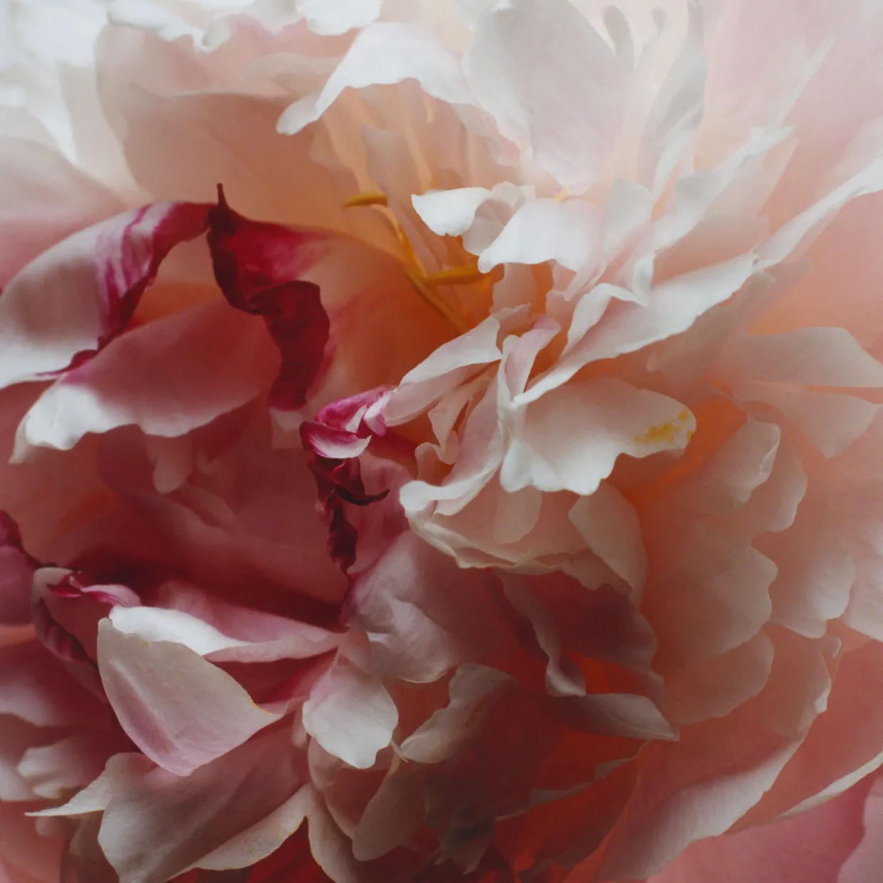 Peony & Blush Suede Classic Candle