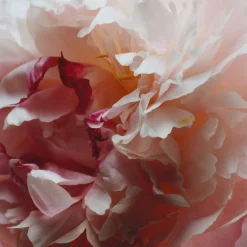 Peony & Blush Suede Cologne