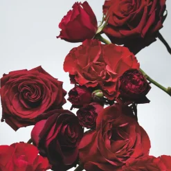 Red Roses Cologne