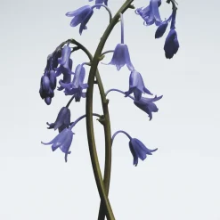 Wild Bluebell Body & Hand Wash
